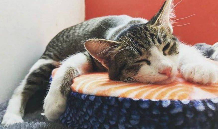 新加坡留學 你永遠都不會知道的關于新加坡的25個冷知識，知道五個算我輸