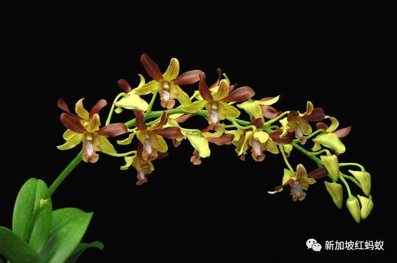 中國有桌球外交，新加坡有胡姬花外交，藏著許多鮮爲人知的有趣故事