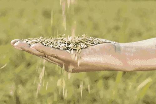 新加坡终于有好吃的东北大米啦!一经上市就被抢购一空!快来尝鲜吧