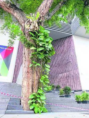 新加坡是花園城市，但你可知道承載最多集體回憶的“五棵樹下”在哪裏