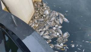 新加坡顶级富豪区升涛湾水道变成粉红色!死鱼成片漂浮,散发出阵阵不可描述的恶臭