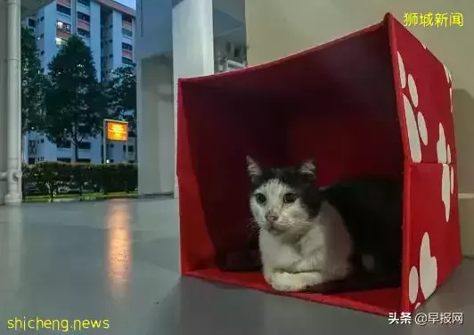 新加坡女子家養50只貓惡臭擾鄰十多年 有人忍不了搬家
