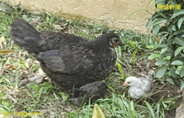 夫妇用渔网捕野鸡 3天捉走近20只鸡