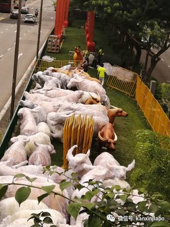 牛牪犇!牛车水变身“农场”,喜迎春节到来