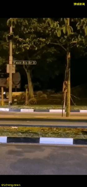 又“狂”又“野”的新加坡奇景!天氣多變,生態豐富!