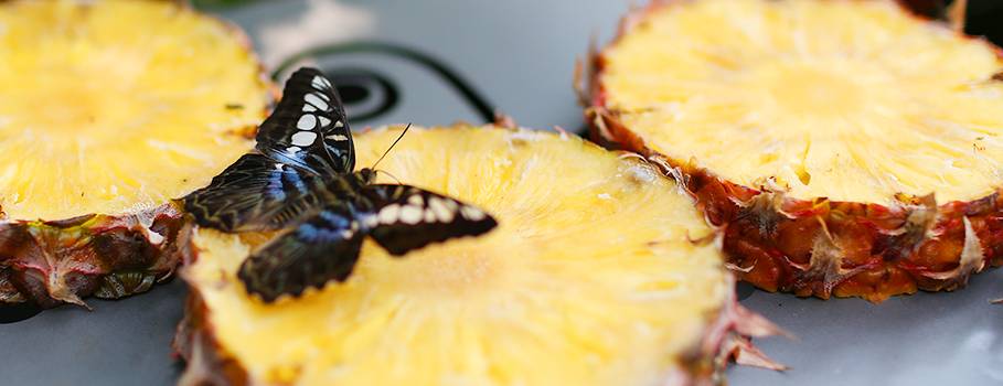 樟宜機場 “花園裏的機場”都有哪些花園呢