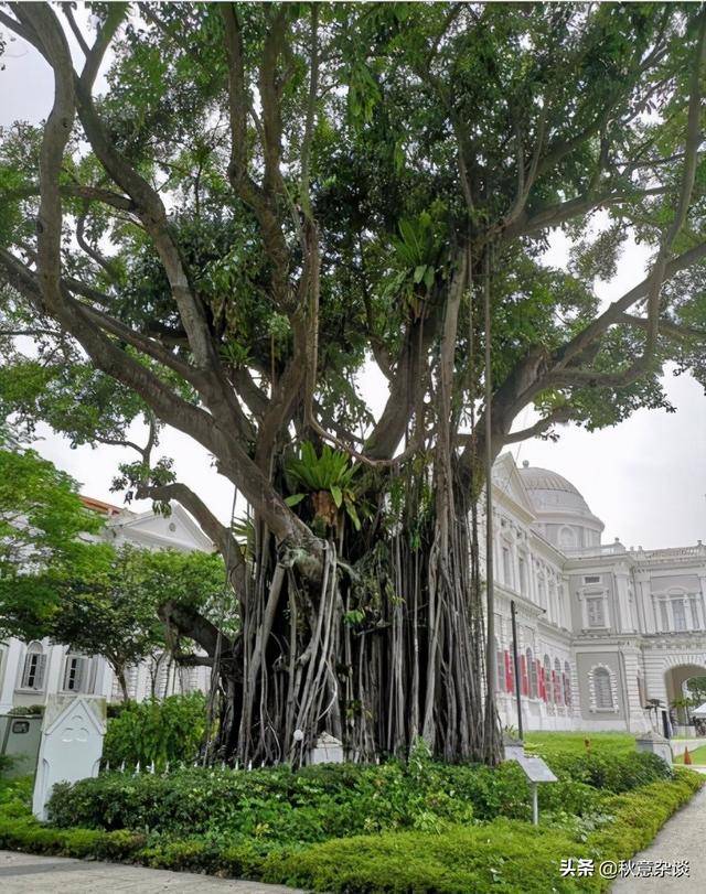 新加坡,全球著名的花园城市,承载着新加坡集体回忆的那些树木