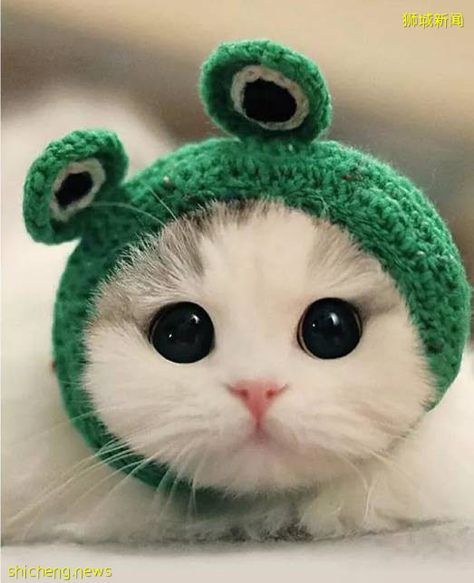 不知道這些,千萬別在新加坡養動物!