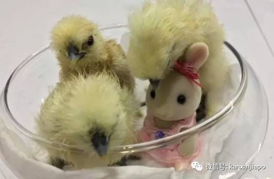 遭HDB人员登门盘查被告知,新加坡组屋不能养猫!这些“毛小孩”也不能出现