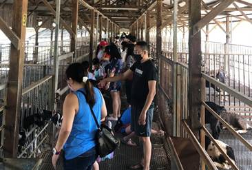 擠羊奶、餵山羊、看打架！我和孩子在新加坡找到了800多只山羊