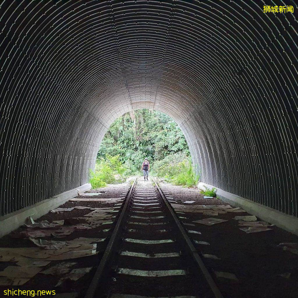 现实版《千与千寻》同款神秘隧道，直接通到Clementi Forest原始森林 
