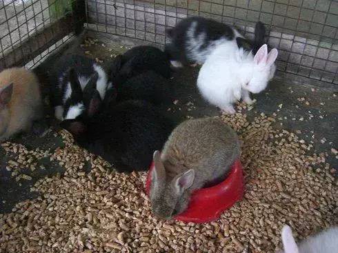 新加坡唯一动物度假村，就要说再见了……