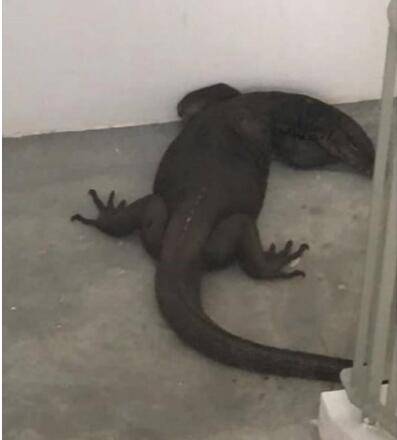 新加坡车位有多稀缺?连大蜥蜴都来抢车位