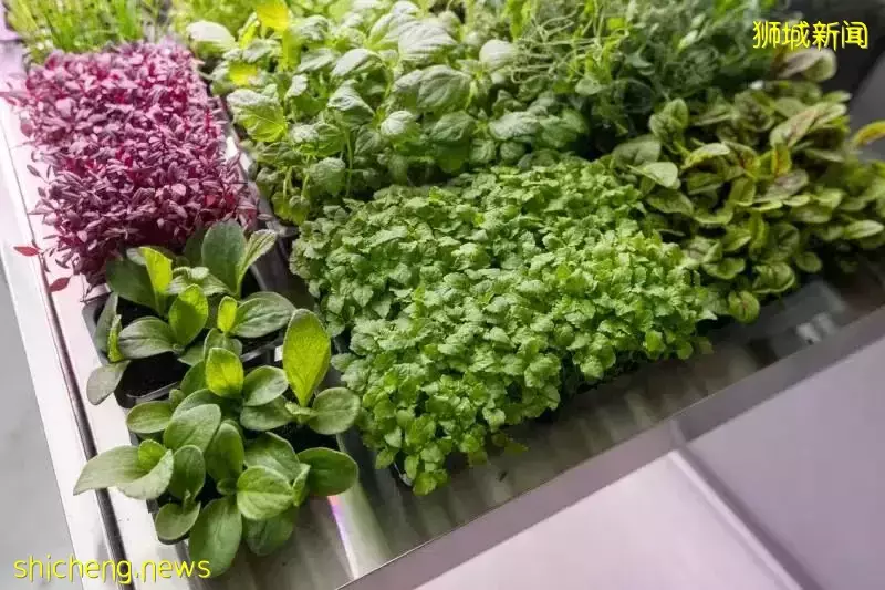 在新加坡可以插電連網種菜,輕松在家當農夫