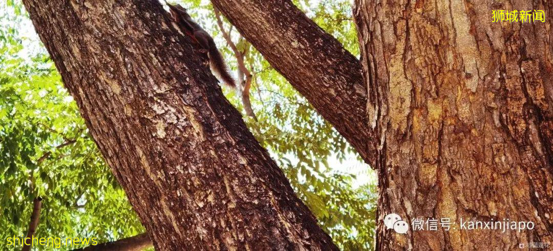 新加坡小众遛娃好去处,吃喝玩乐一应俱有