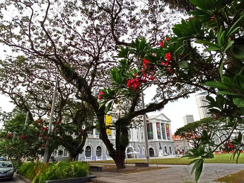 新加坡網民眼中全島最美的打卡樹哪裏找？一起來看看