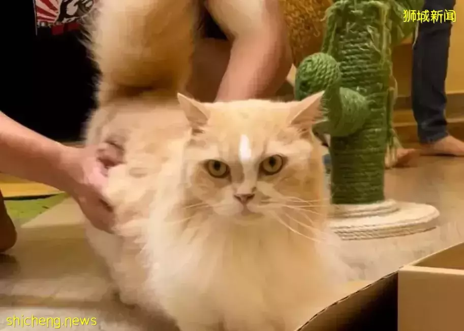 聊天、喝咖啡、撸貓……新加坡愛寵人士聚會好去處,軟萌貓咪等你來