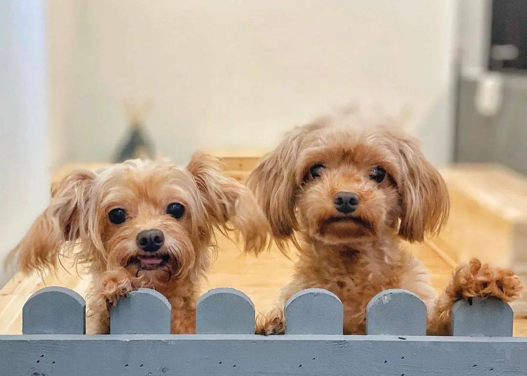 4月新店 米其林星級漢堡、粉紅摩納哥風Cafe、小衆精致法餐，吃起來