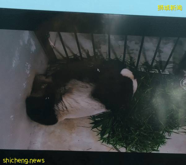 僅2天！新加坡動物園最牛的餵動物之旅，8折！還有幻光雨林和4大園5.5折起，搶啦