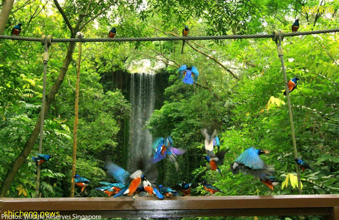 小小新加坡居然有5個瀑布,隱藏著世界最大的室內瀑布