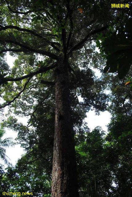 新加坡这个公园内20棵榴梿树大丰收!一群人等著捡,最高罚5万