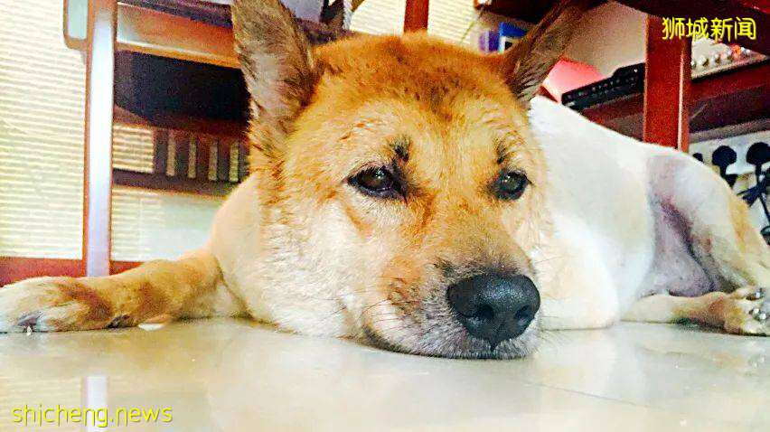 “我最亲爱的四喜走了,带走了我在新加坡16年的青春和回忆...”