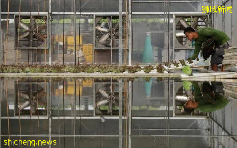 新加坡職總首批農業培訓學生即將畢業，爲“30·30願景”添磚加瓦