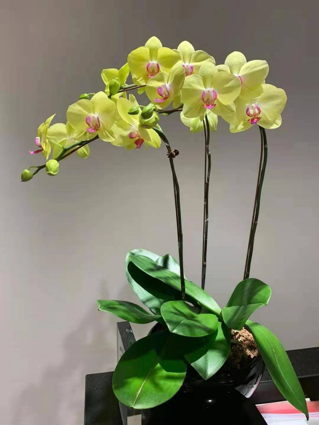 叮咚!你有一個情人節蛋糕請簽收!比玫瑰還好看的花也來了