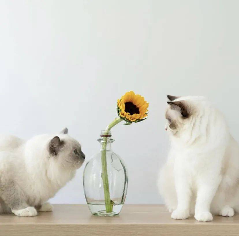 治愈系的它看一眼就愛不釋手！新加坡撸貓撸狗地圖來咯