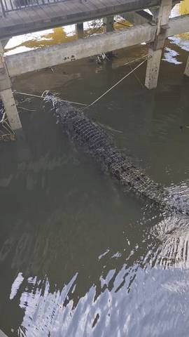 新加坡出现巨型鳄鱼,公众纷纷抢拍