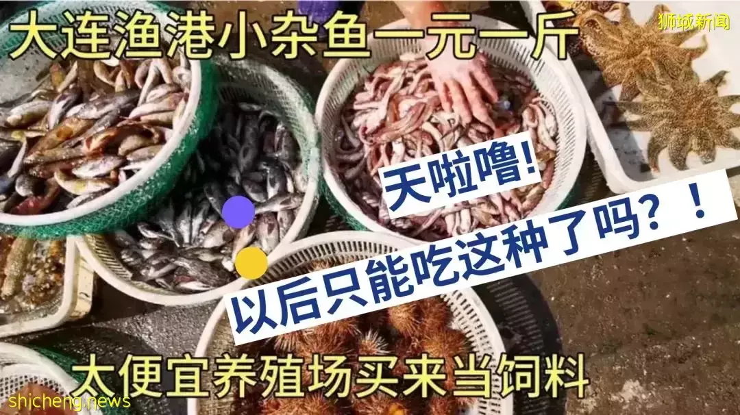 天啦噜！新加坡雞和魚都沒了，我們吃什麽