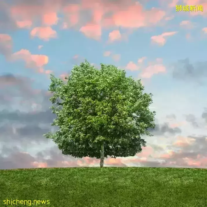 为什么新移民二代的中文比英文差？为什么我自己教不好