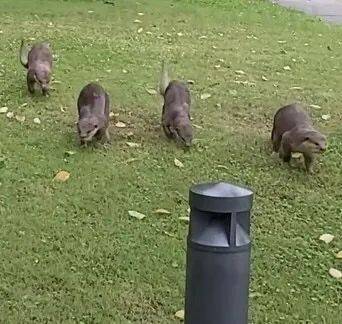 小心!有人在新加坡濱海灣花園徒步,被2米蟒蛇咬傷