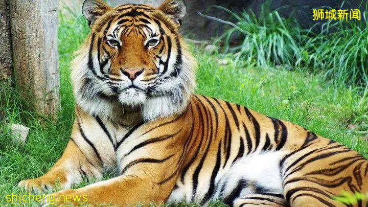 你可能不知道的,關于新加坡的12個有趣事實!