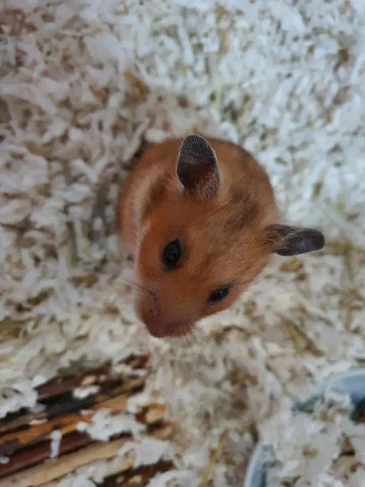 新加坡一只小仓鼠把50新币当磨牙棒，结果