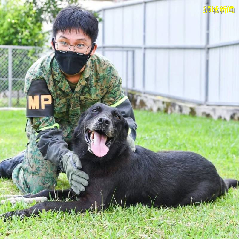 19只退休的SAF軍犬等你來領養