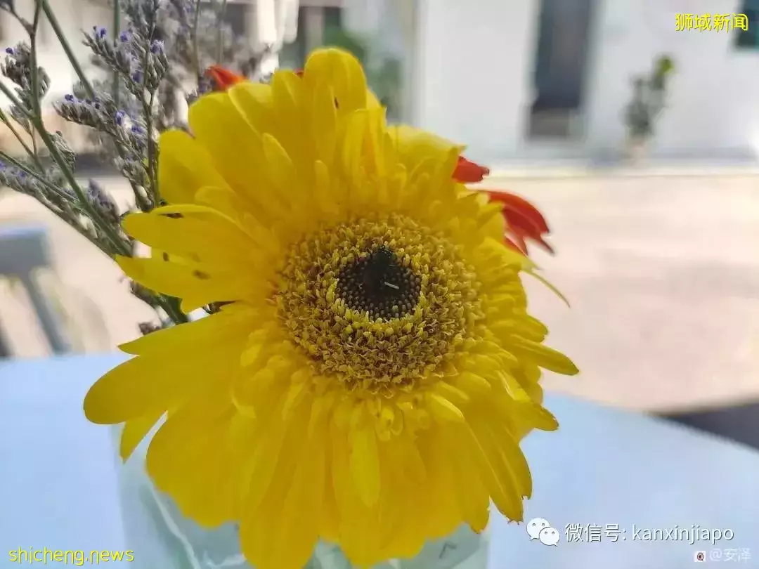 新加坡的这里如此浪漫又闲暇,在这工作就如度假