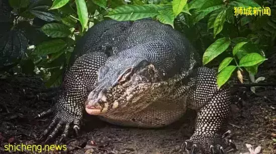“吓人!我在新加坡市区一次看到6只大蜥蜴!”