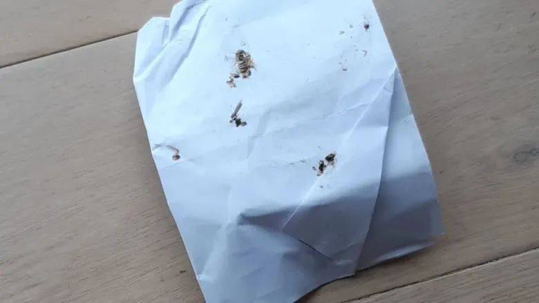 蟑螂门延续!又一家新加坡五星级隔离酒店中招,住客:一共杀了17只蟑螂