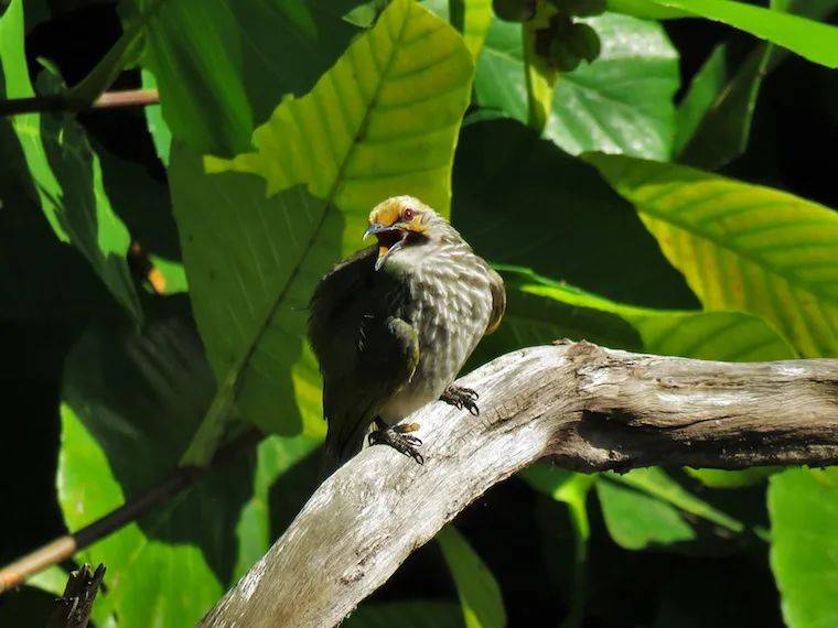新加坡两处森林将被清理,谁来决定自然保护区的命运