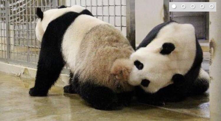 River Safari熊貓館🐼4月21日～26日期間暫時停止開放，原因竟然是熊貓要約會啦