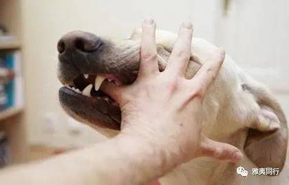 到新加坡旅遊留意28條法律，避免踩雷還能省錢，破財事小，坐牢事大