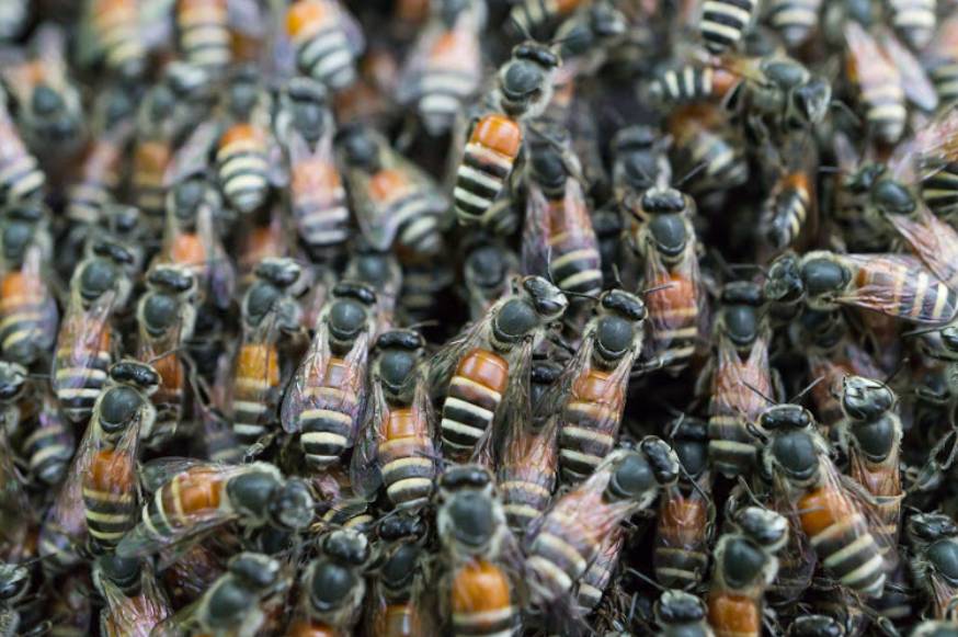 多图慎入...新加坡惊现超大蜜蜂群,漫天乱飞密密麻麻