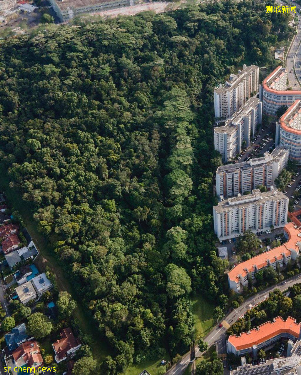 现实版《千与千寻》同款神秘隧道,直接通到Clementi Forest原始森林