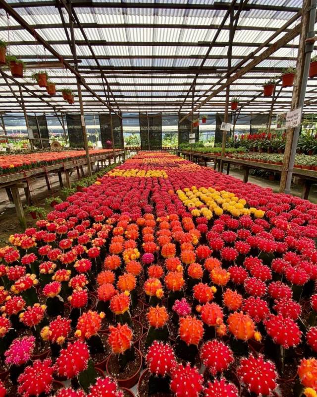 World Farm新加坡超大苗圃花市!绿植、盆栽、花卉都在这🌹 约会遛弯新去处