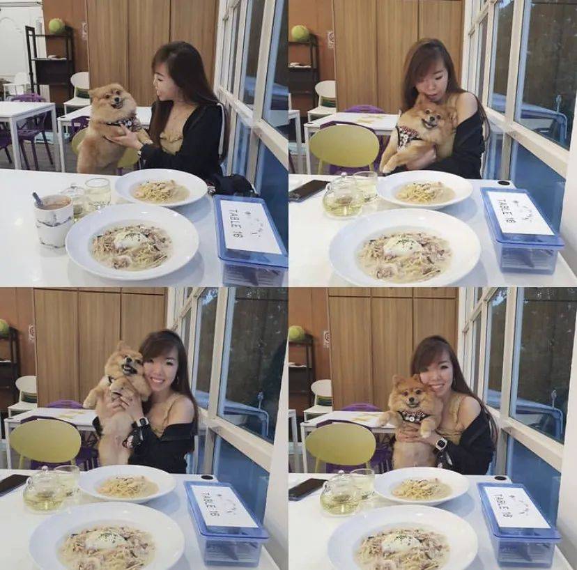 治愈系的它看一眼就愛不釋手！新加坡撸貓撸狗地圖來咯