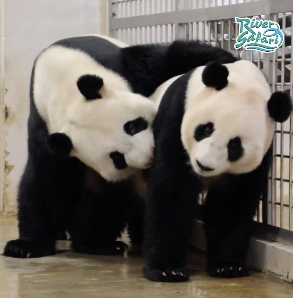 River Safari熊貓館🐼4月21日～26日期間暫時停止開放，原因竟然是熊貓要約會啦