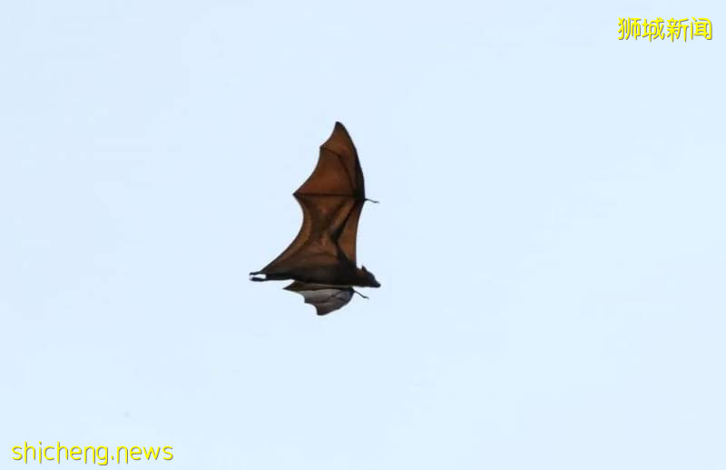 又“狂”又“野”的新加坡奇景!天氣多變,生態豐富!