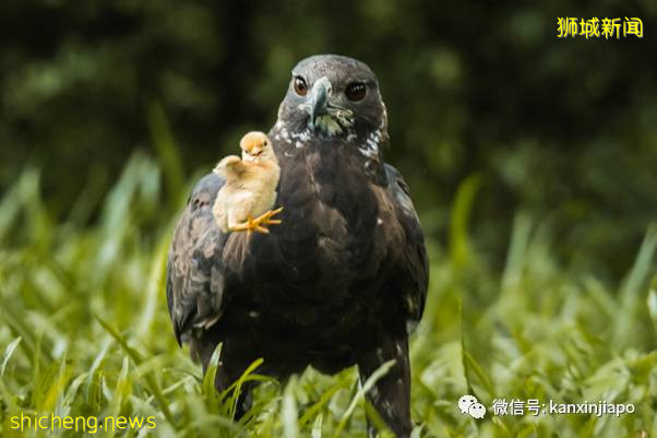 “老鹰抓小鸡”在新加坡真实上演!整只被无情吞下肚