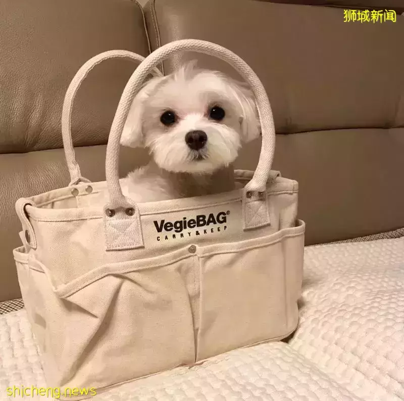 全是爆款！從$40到$6000新，小紅書最紅媽咪包我找齊了